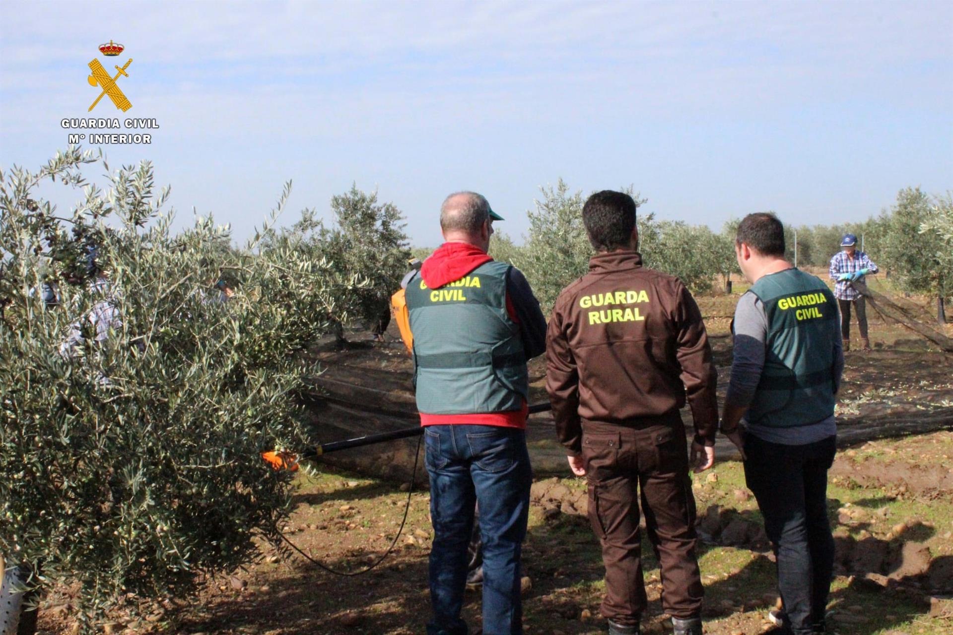 Detenidos cinco vecinos de Almendralejo en Córdoba con más de 700 kilos de aceituna robados Detenidos cinco vecinos de Almendralejo en Córdoba con más de 700 kilos de aceituna robados