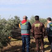 Detenidos cinco vecinos de Almendralejo en Córdoba con más de 700 kilos de aceituna robados