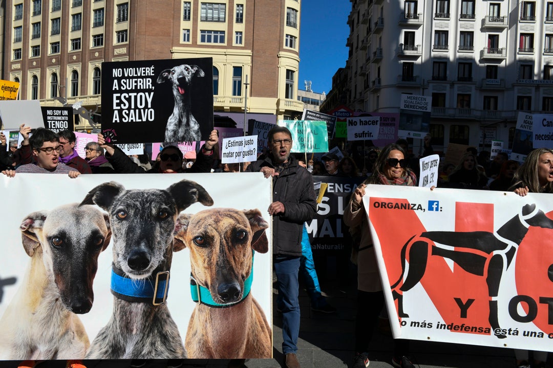 El Congreso aprueba la ley de bienestar animal que excluye a los perros de caza El Congreso aprueba la ley de bienestar animal que excluye a los perros de caza