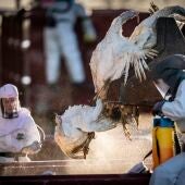 La OMS alerta de los crecientes brotes de gripe aviar: "Debemos prepararnos"