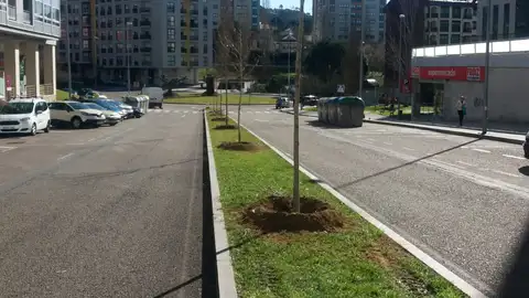 O Concello planta 26 árbores que lle dan unha nova fisionomía á rúa Chano Piñeiro O Concello planta 26 árbores que lle dan unha nova fisionomía á rúa Chano Piñeiro