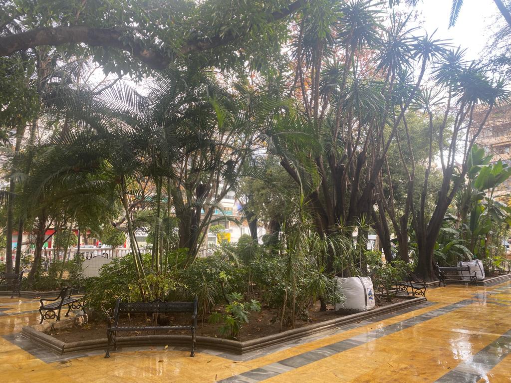 Comienza la remodelación de La Alameda en la que sólo se sustituirá un árbol, según el concejal Diego López Comienza la remodelación de La Alameda en la que sólo se sustituirá un árbol, según el concejal Diego López