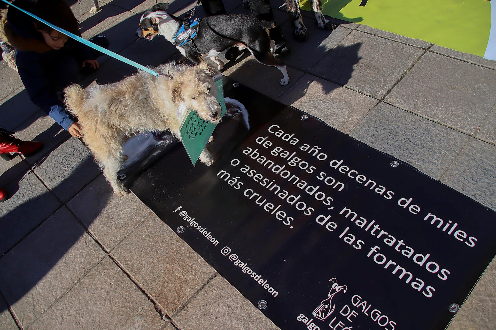 Las nuevas penas por maltrato, según la nueva ley animal: hasta 200.000 euros de multa Las nuevas penas por maltrato, según la nueva ley animal: hasta 200.000 euros de multa