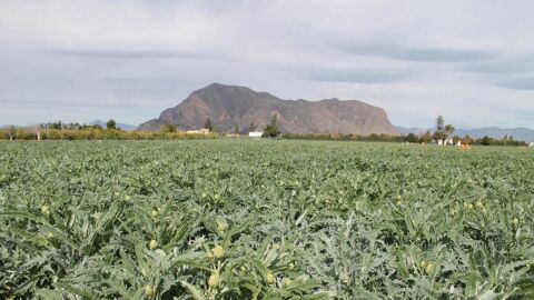agricultura