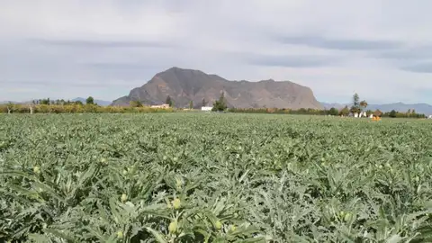 Jóvenes Agricultores consideran el plan del gobierno un peligro para agricultura de la Vega Baja agricultura