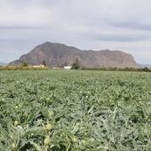 Jóvenes Agricultores consideran el plan del gobierno un peligro para agricultura de la Vega Baja 