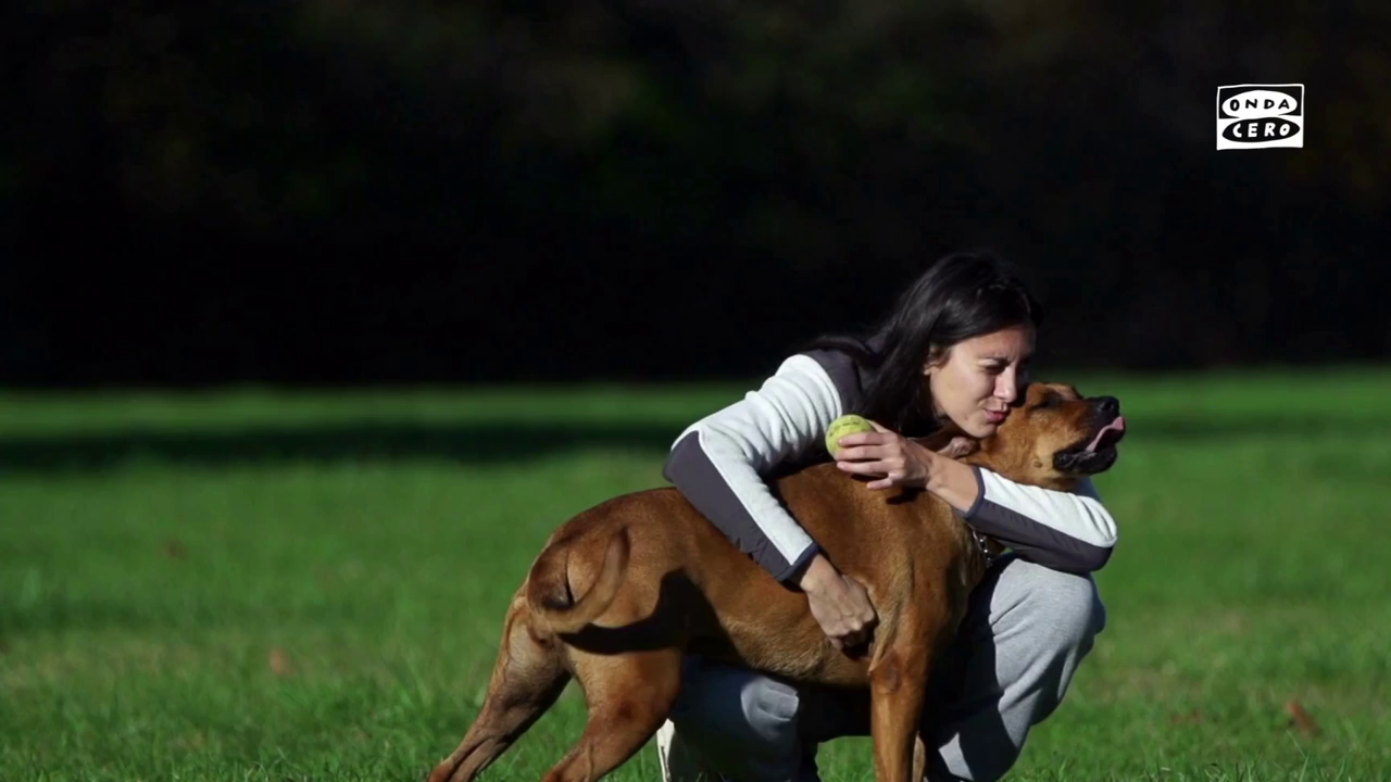 Ley de bienestar animal: así es el cursillo obligatorio para quien quiera tener perro Ley de bienestar animal: así es el cursillo obligatorio para quien quiera tener perro