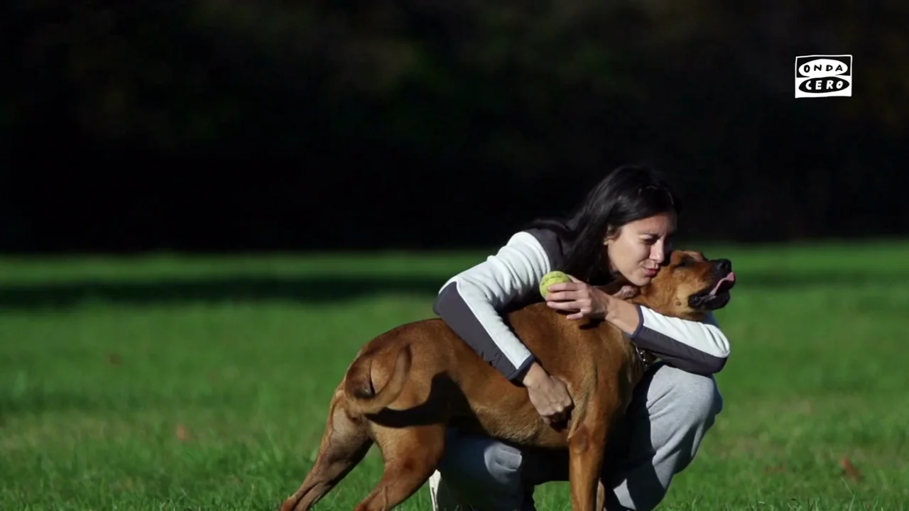 Ley de bienestar animal: as&iacute; es el cursillo obligatorio para quien quiera tener perro