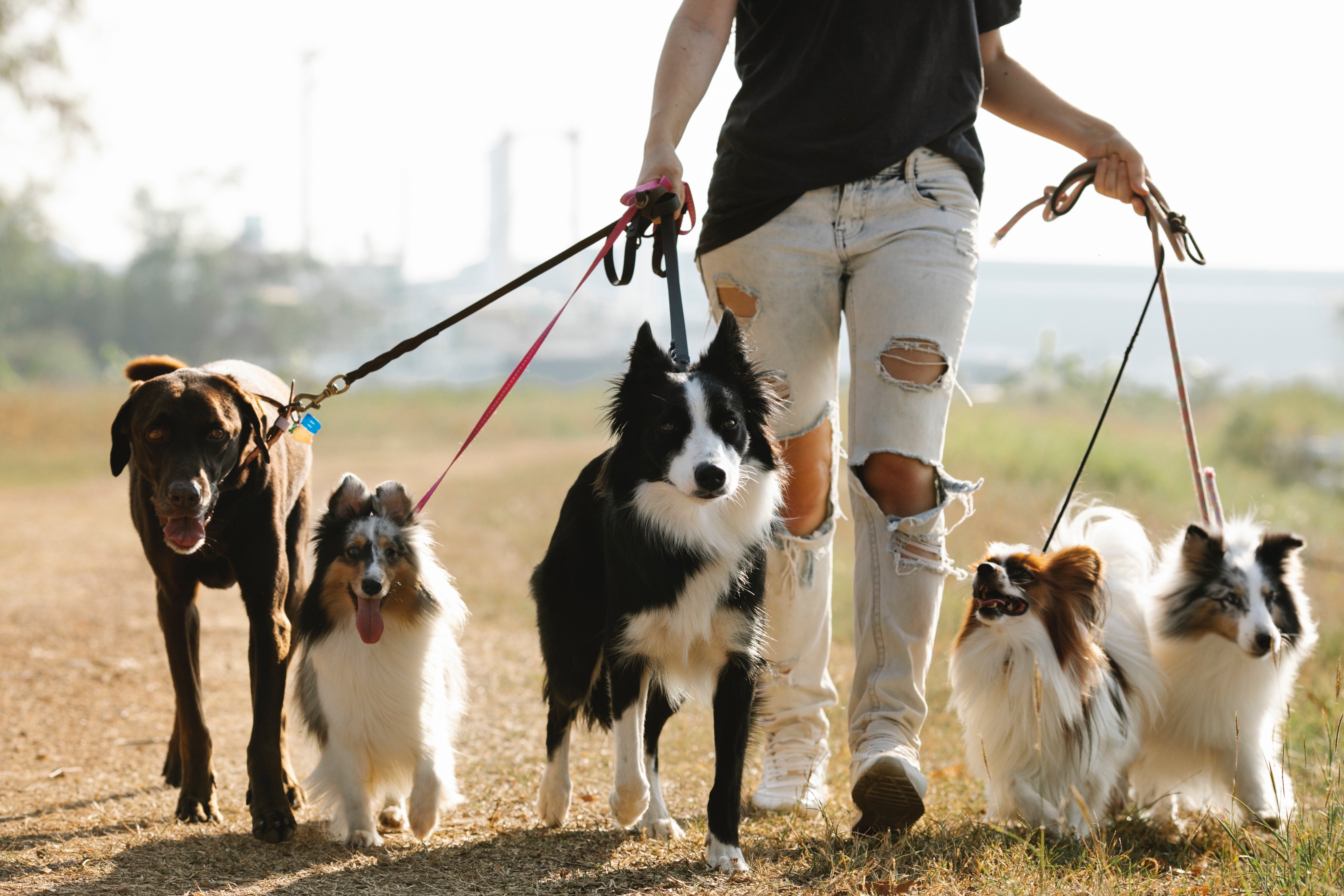 Este es el precio del seguro que deben contratar los dueños de perros con la nueva ley Este es el precio del seguro que deben contratar los dueños de perros con la nueva ley