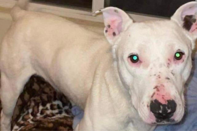 Ghost, el perro ridículamente famoso: "Pasé años dando bandazos por el desierto comiendo basura y ahora hay juicios por mi tutela" Ghost, el perro ridículamente famoso: "Pasé años dando bandazos por el desierto comiendo basura y ahora hay juicios por mi tutela"