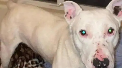 Ghost, el perro abandonado en Nevada Ghost, el perro abandonado en Nevada