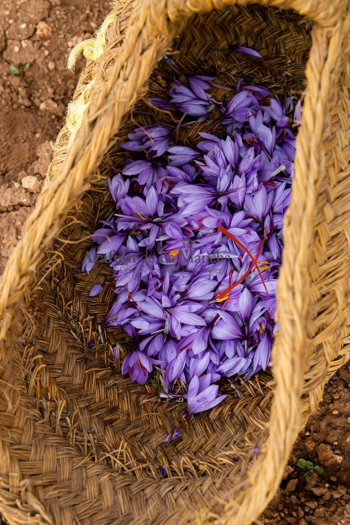 Cae en un 34 % el número de productores de azafrán para esta campaña Cae en un 34 % el número de productores de azafrán para esta campaña