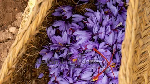 La crisis del azafrán: los productores alertan del riesgo de desaparición a un sector patrimonio de España y de La Mancha La crisis del azafrán: los productores alertan del riesgo de desaparición a un sector patrimonio de España y de La Mancha