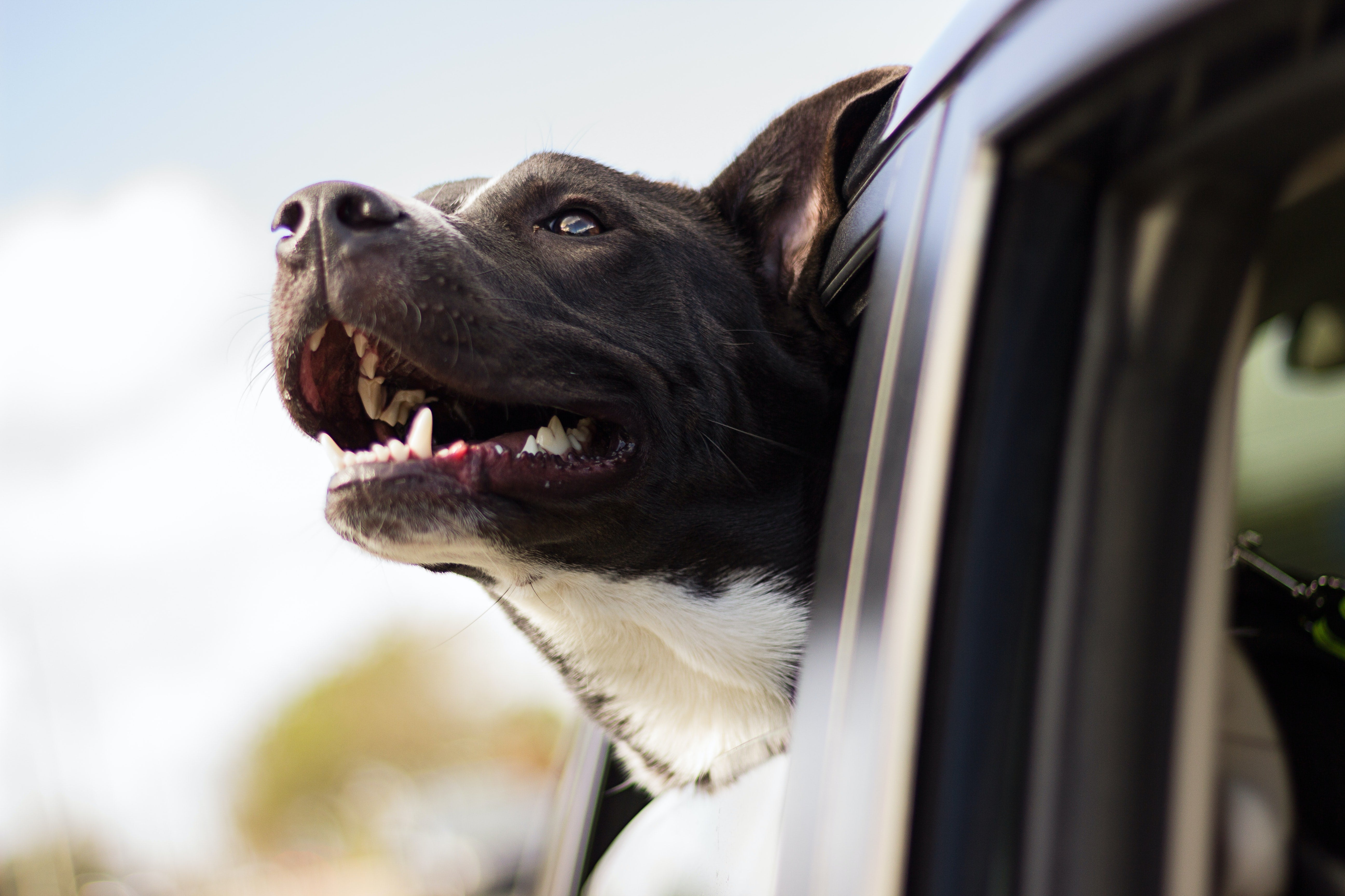 La multa de la DGT por llevar así a tu mascota en el coche La multa de la DGT por llevar así a tu mascota en el coche