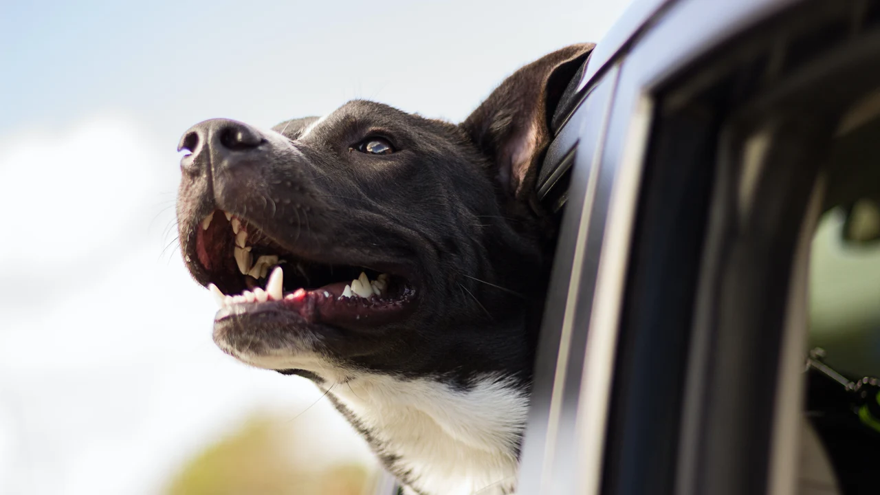Un perro viajando en coche