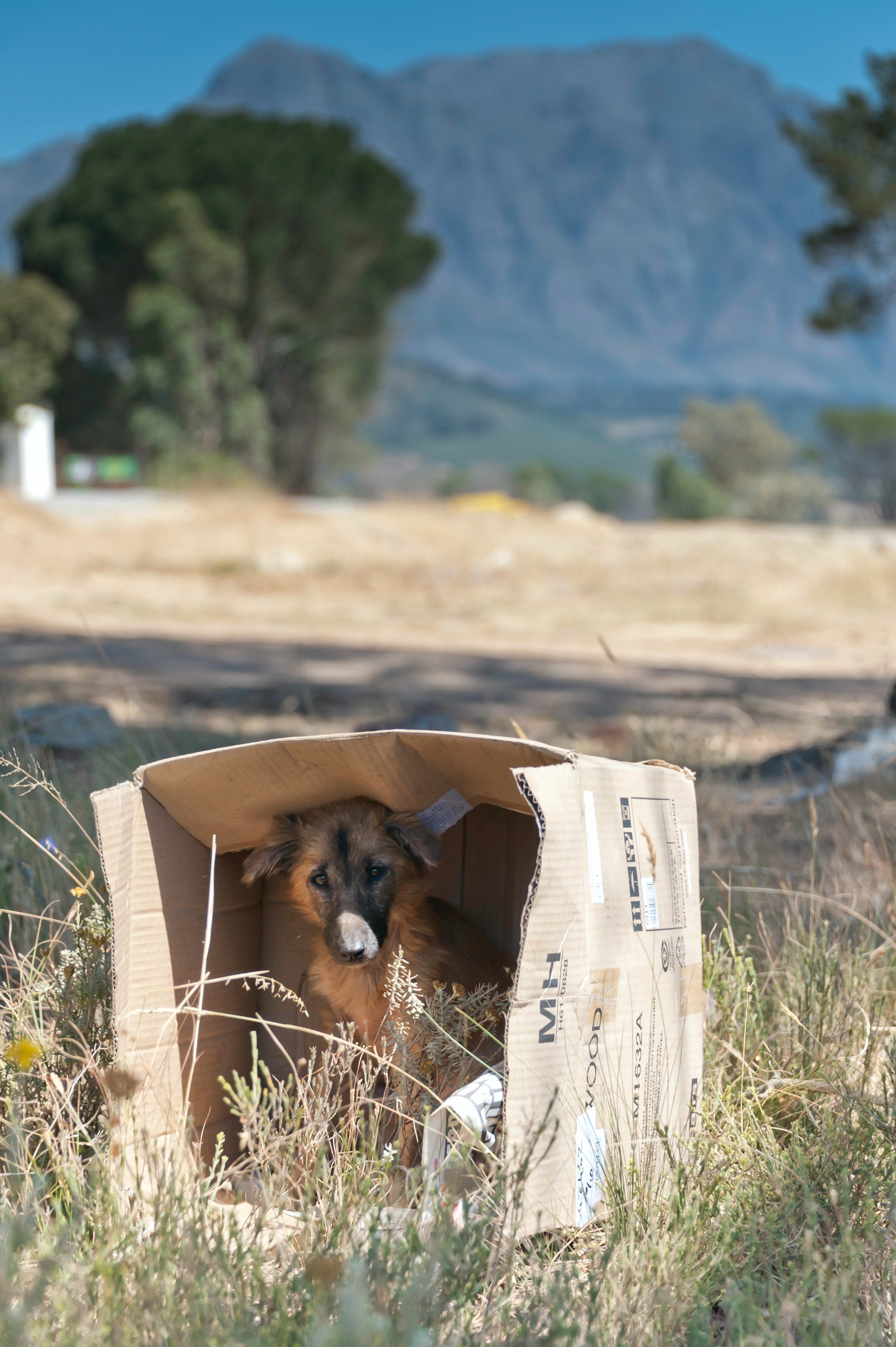 Qué animales se considerarán abandonados, aunque estén en el interior de una finca o recinto Qué animales se considerarán abandonados, aunque estén en el interior de una finca o recinto