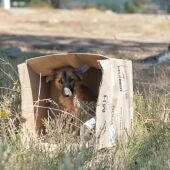 Perro abandonado dentro de una caja en un descampado