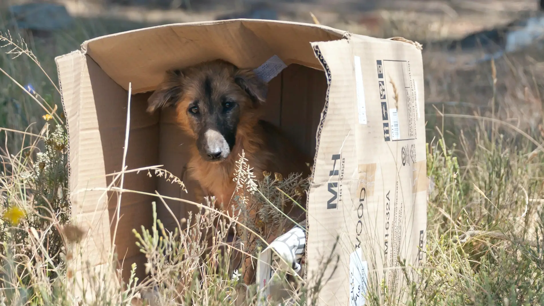 Perro abandonado dentro de una caja en un descampado