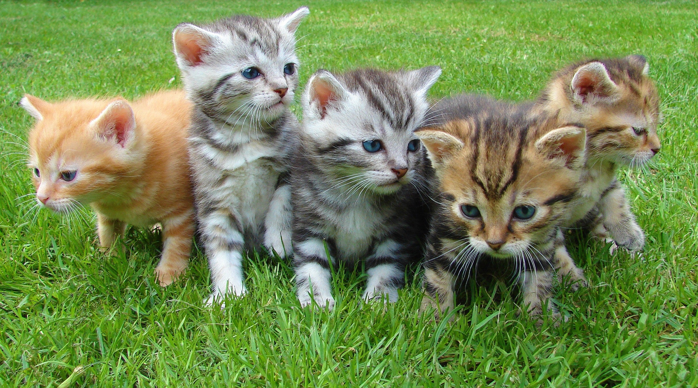 Las nuevas multas de la Ley animal: hasta 200.000 euros de sanción por estas infracciones Las nuevas multas de la Ley animal: hasta 200.000 euros de sanción por estas infracciones