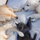 Animales de compañía (perros y gatos) en un colchón Animales de compañía (perros y gatos) en un colchón