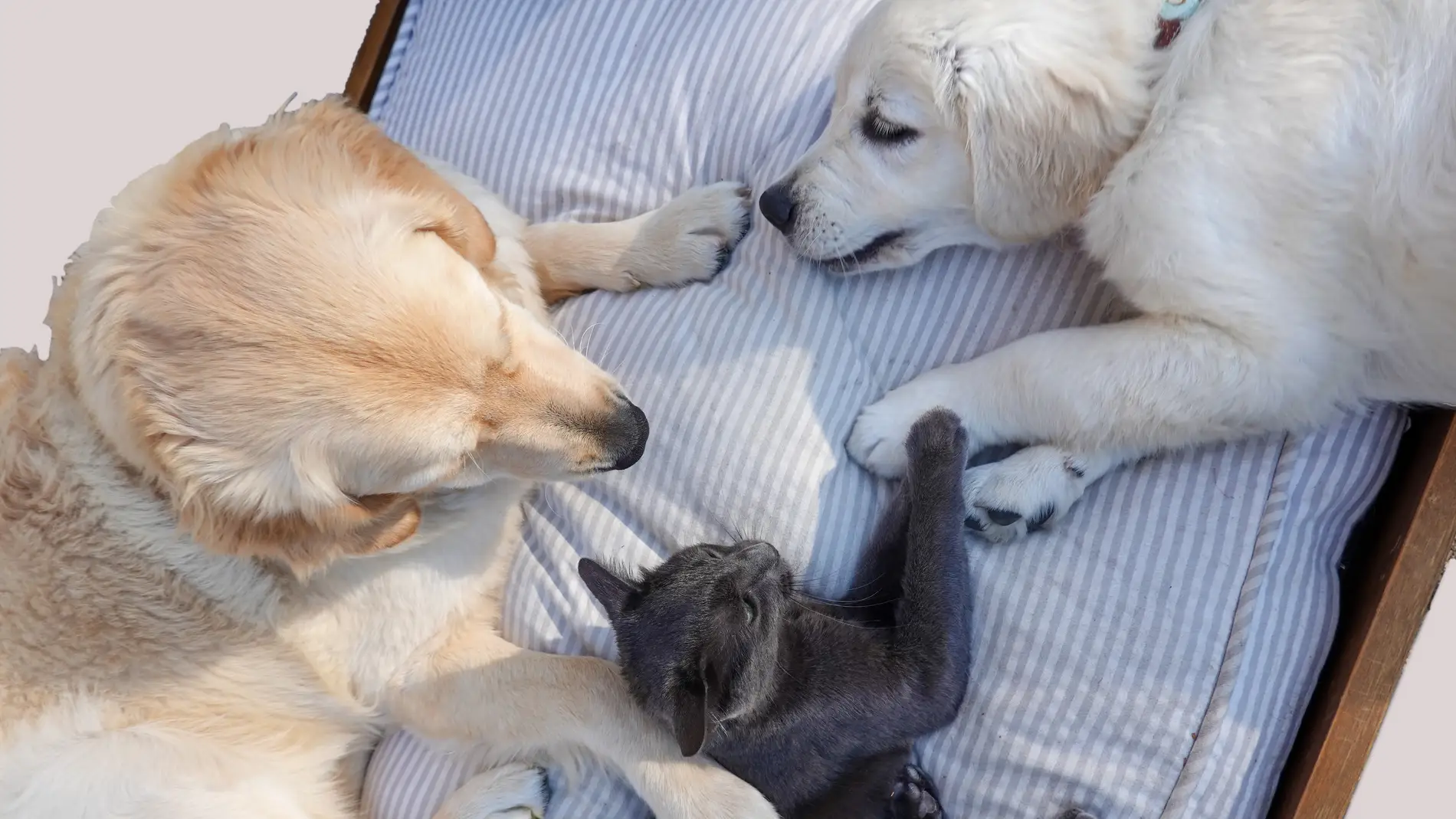Animales de compañía (perros y gatos) en un colchón