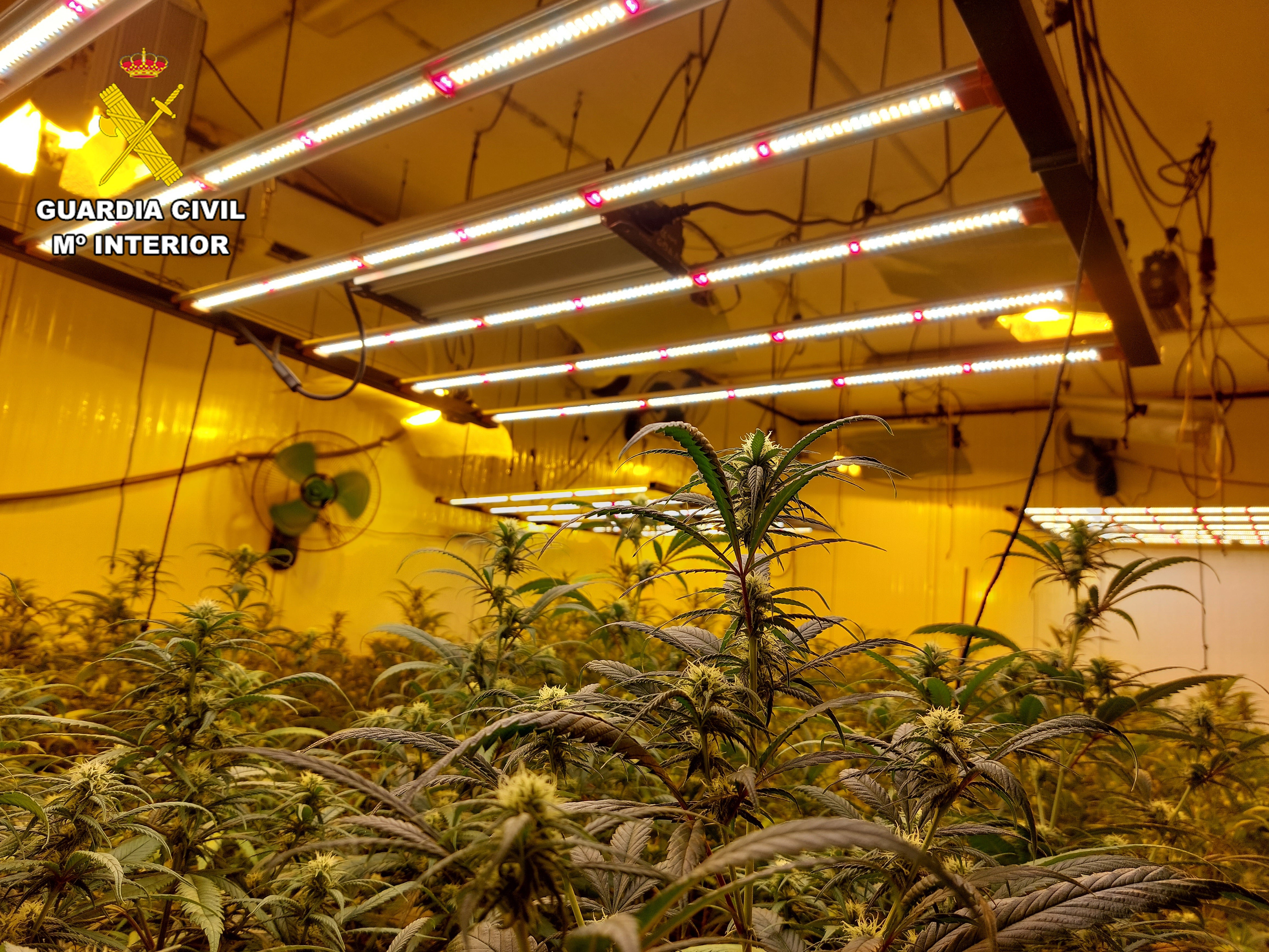 La Guardia Civil detiene en una operación antidroga a once personas en la provincia de Toledo La Guardia Civil detiene en una operación antidroga a once personas en la provincia de Toledo