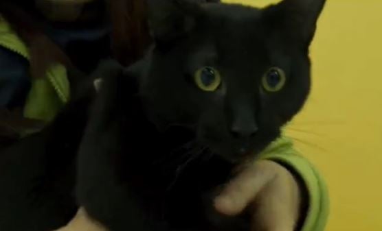 Adopta en JELO: Esteban busca nuevo hogar Adopta en JELO: Esteban busca nuevo hogar