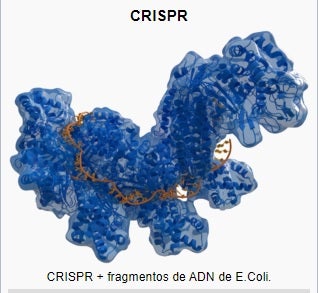 Método Crispr por el que se quiere recuperar animales extinguidos Método Crispr por el que se quiere recuperar animales extinguidos