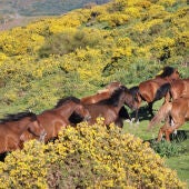Cabalo do monte galego 