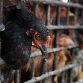 Qué pasa con la gripe aviar: por qué la OMS y expertos alertan del aumento de casos