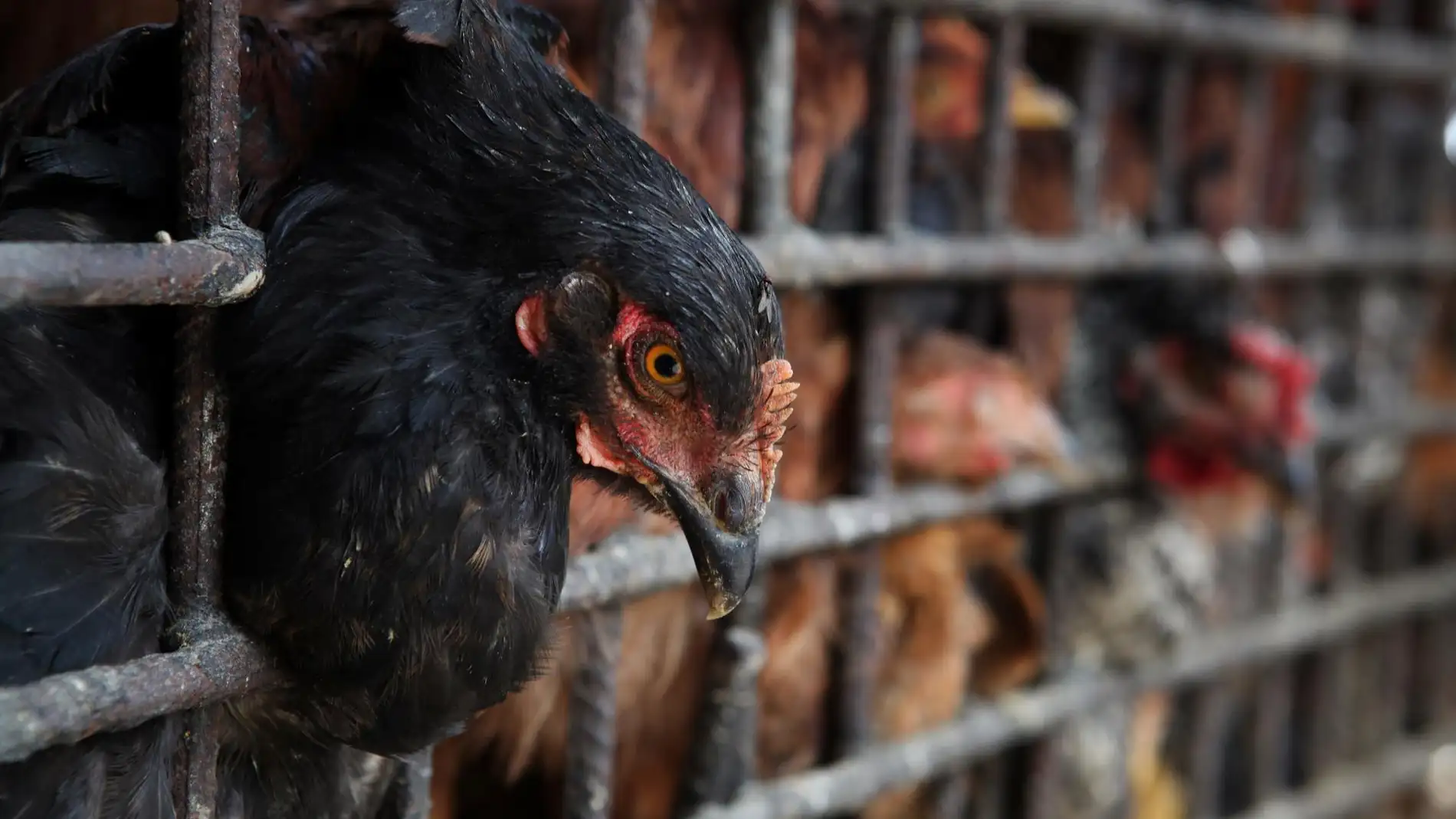 Qué pasa con la gripe aviar: por qué la OMS y expertos alertan del aumento de casos