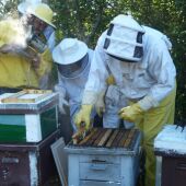 7 millones de euros para 850 apicultores extremeños