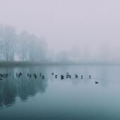 Un grupo de aves en un lago