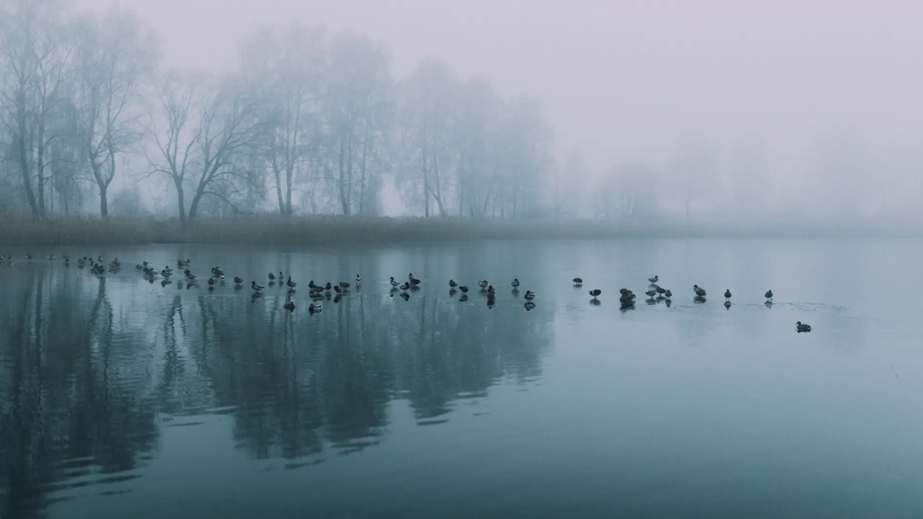 Un grupo de aves en un lago