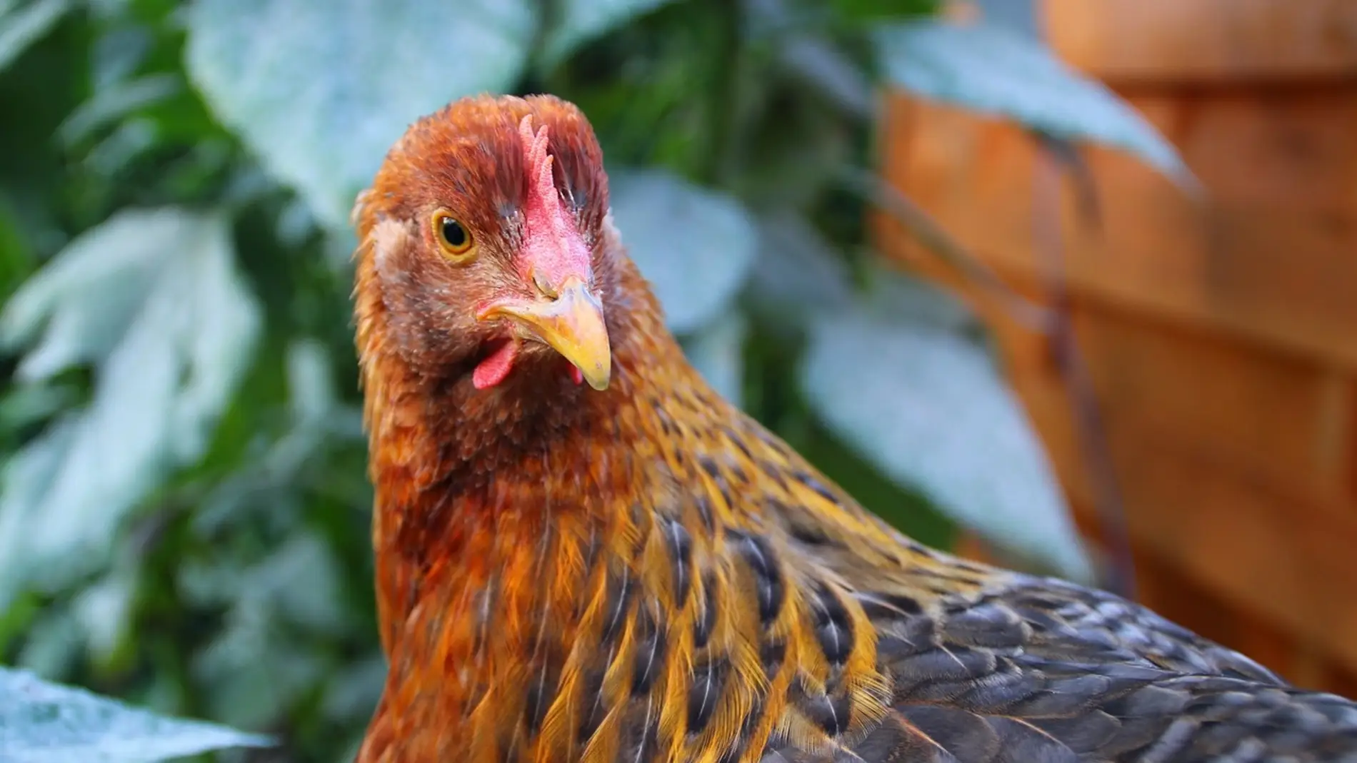 Alerta por los posibles contagios de gripe aviar