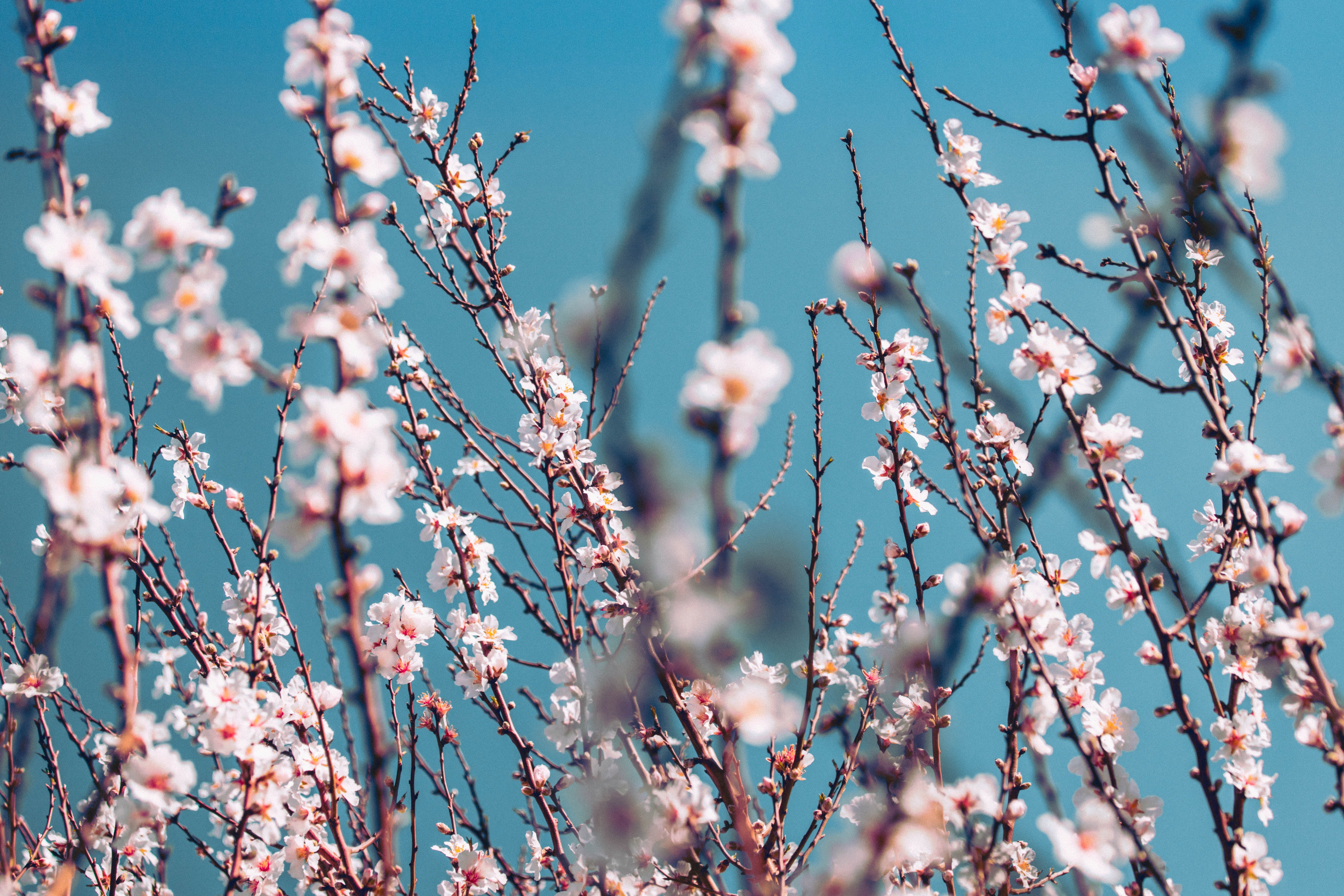 Ruta por España para ver los almendros en flor Ruta por España para ver los almendros en flor