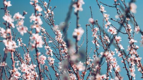 Almendros en flor