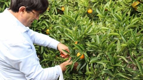 José Vicente Andreu (ASAJA) en una plantación de cítricos de la provincia de Alicante 