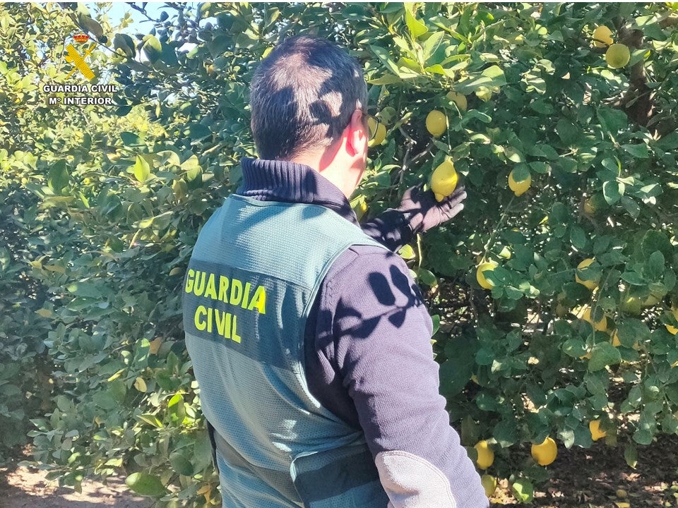 La Guardia Civil esclarece la estafa de más de 200.000 kg de limones a agricultores de la Vega Baja La Guardia Civil esclarece la estafa de más de 200.000 kg de limones a agricultores de la Vega Baja