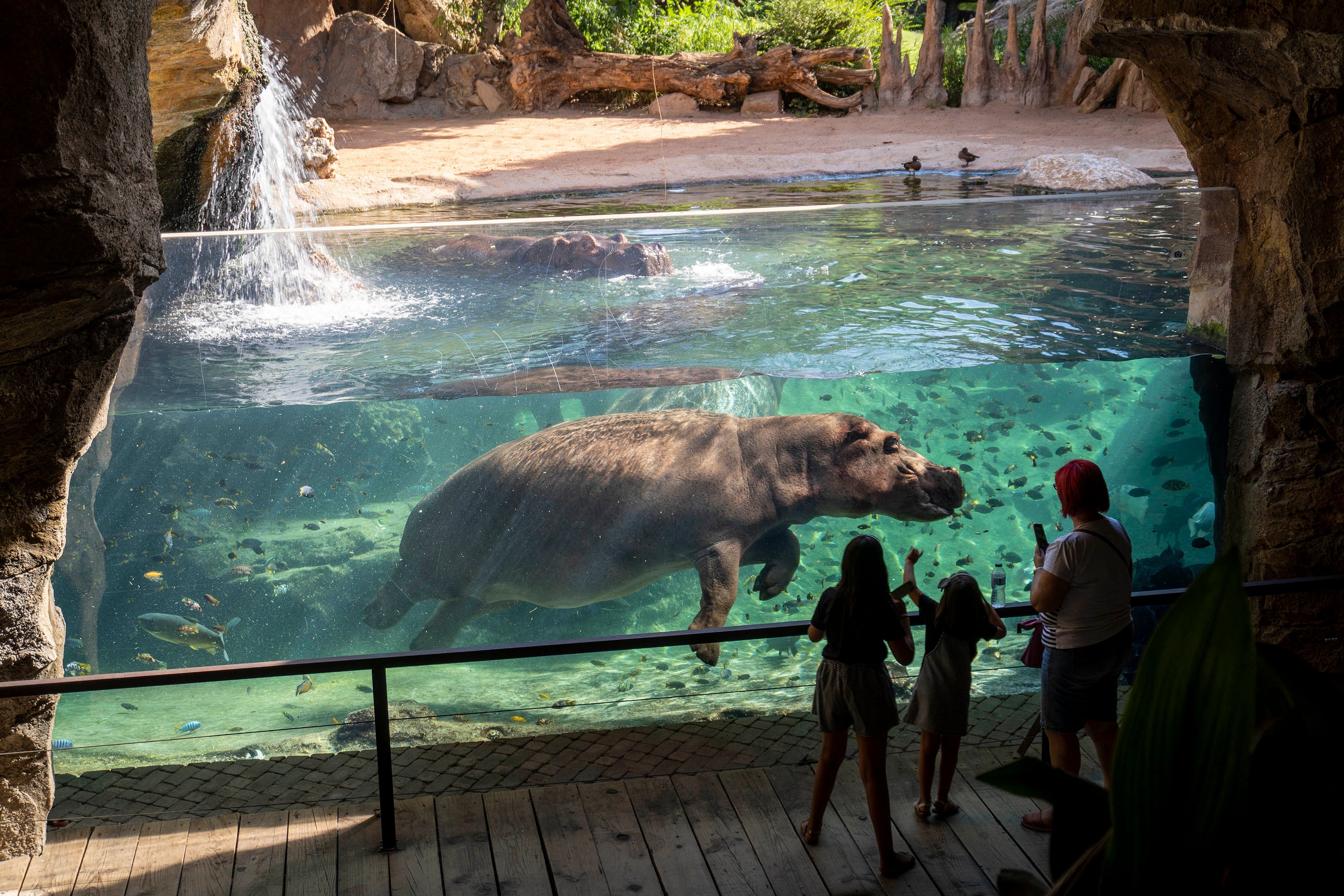 Fin de semana repleto de actividades en Bioparc con motivo de su 15º aniversario Fin de semana repleto de actividades en Bioparc con motivo de su 15º aniversario