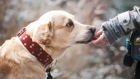 Nuestro cachorro debe comportarse cuando se relaciona con otros perros en la calle adiestramiento