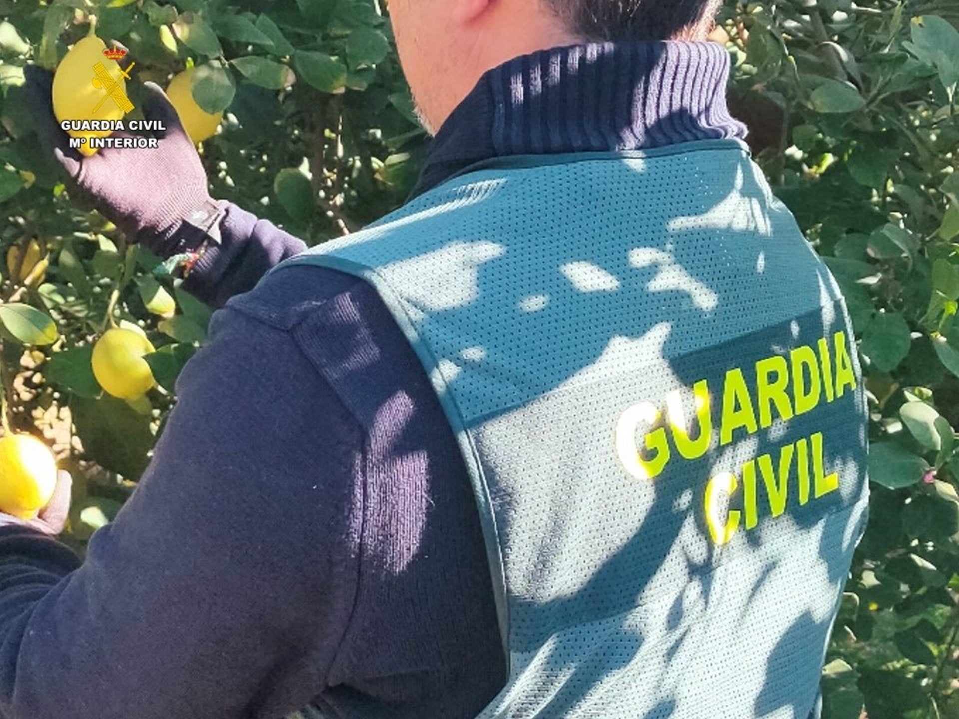 La Guardia Civil de Alicante esclarece una estafa de 70.000 euros a varios productores de limones La Guardia Civil de Alicante esclarece una estafa de 70.000 euros a varios productores de limones