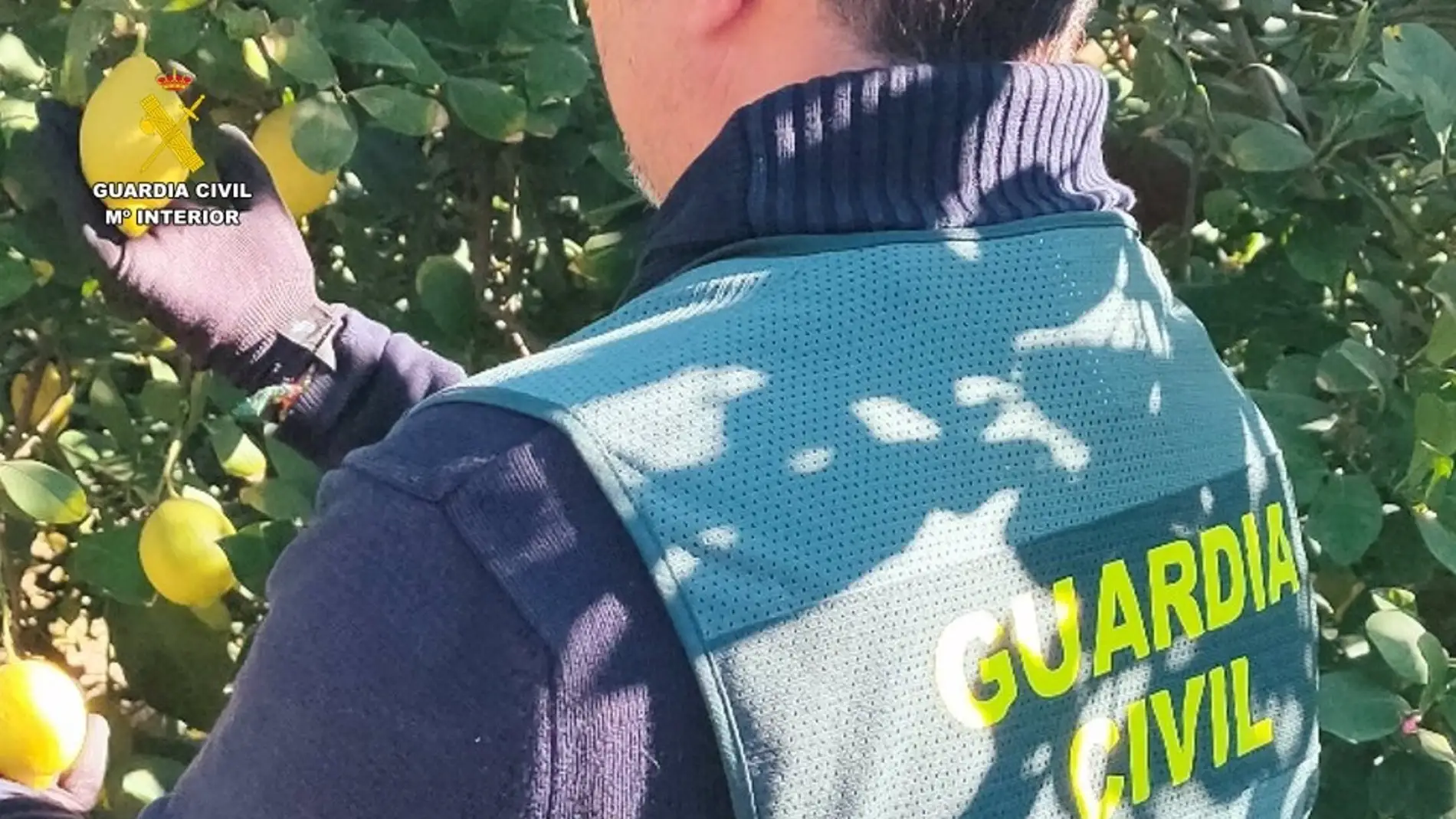 La Guardia Civil de Alicante protege las plantaciones de limones 