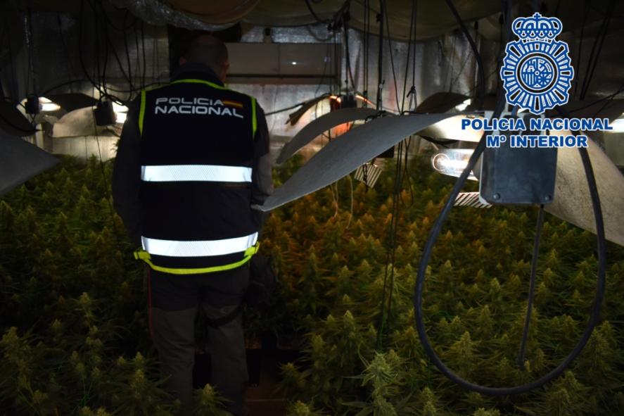 La Policía Nacional desmantela una plantación de marihuana en Alcázar de San Juan La Policía Nacional desmantela una plantación de marihuana en Alcázar de San Juan