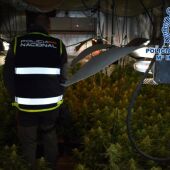 Plantación de marihuana desmantelada en Alcázar