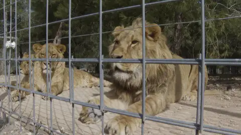 Dos leones en un zoo de Ucrania Dos leones en un zoo de Ucrania
