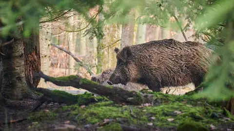 Un jabalí en el campo Un jabalí en el campo
