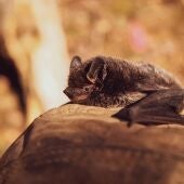 Un estudio revela por qué los murciélagos resisten a los virus ¿Se podría replicar en humanos?