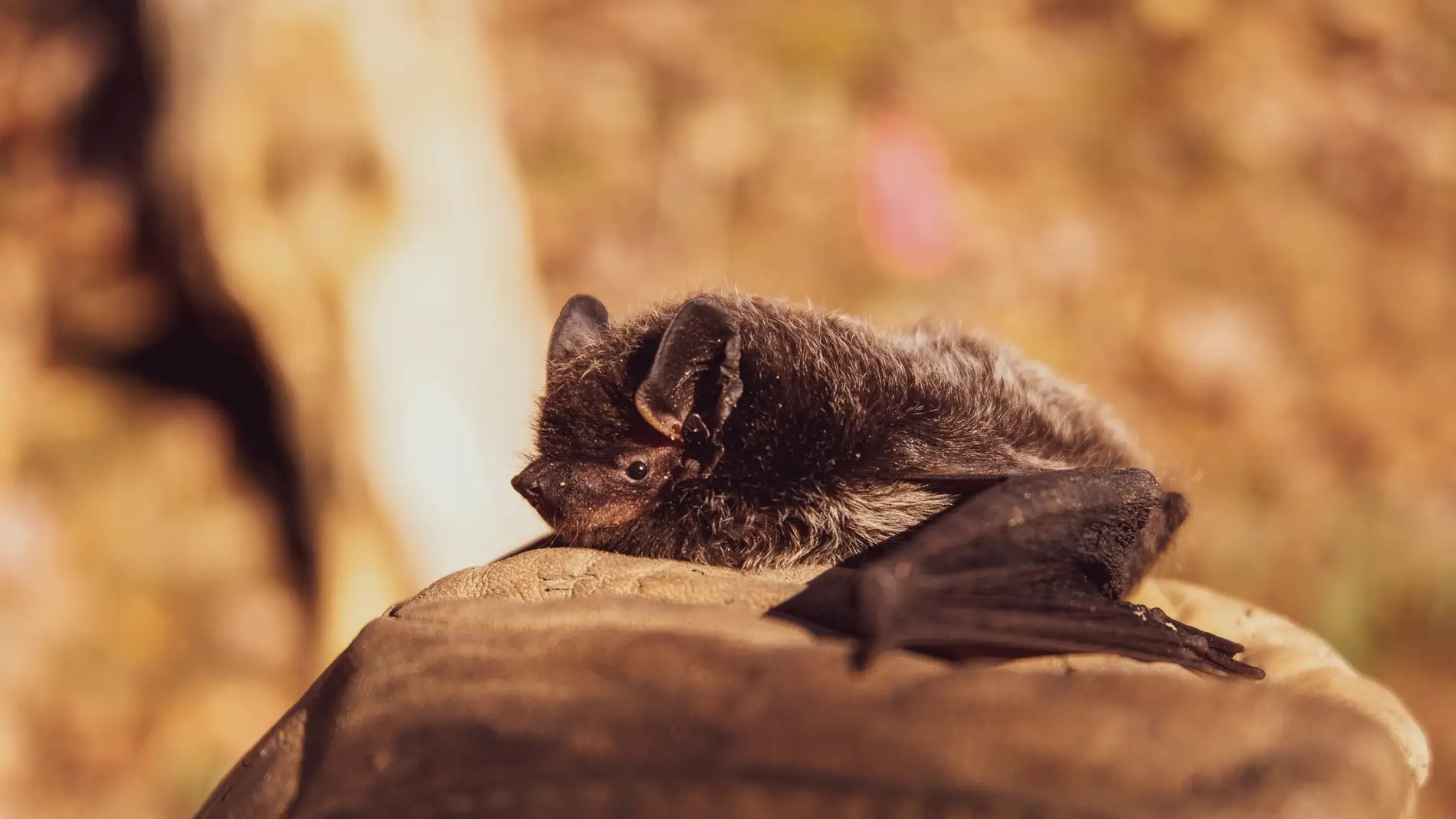 Un estudio revela por qué los murciélagos resisten a los virus ¿Se podría replicar en humanos?