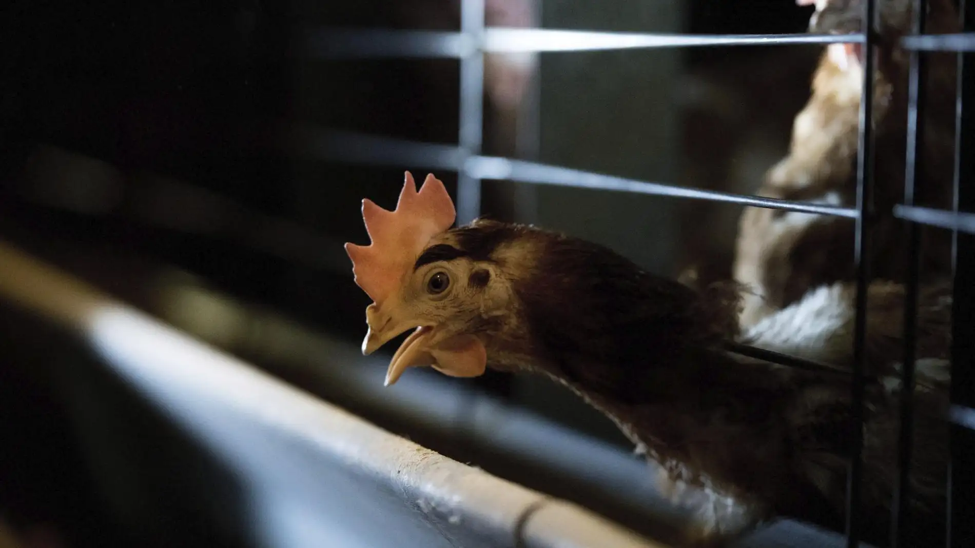 La tasa de mortalidad de la gripe aviar en humanos, según la OMS